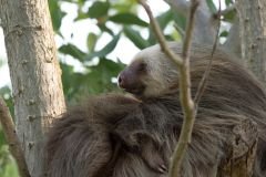 1-7-visita-a-aviarios-del-caribe-(santuario-de-perezosos)..jpg