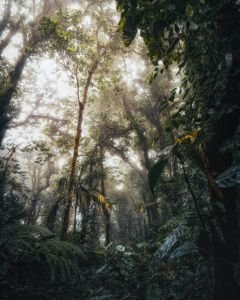 1-8-monteverde-reserva-biologica-bosque-nuboso.jpg