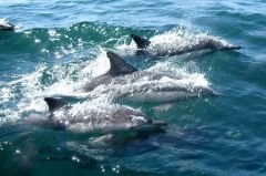 1-9-observacion-de-delfines-o-ballenas.jpg